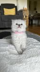 Ragdoll kattungar 
