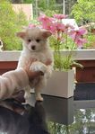 chihuahua chinescrested valpar