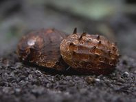 Neritina Juttingae - King Coopa