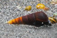 Faunus ater "Cappuccino"