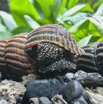 Tylomelania sp. "White Spot"