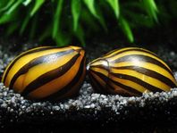 Zebra Snäcka