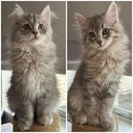 Kattungar 