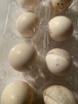 Avelsägg: MES dvärg