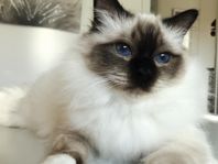 Helig Birmahane med Stamtavla
