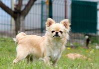Chihuahua Hane avel