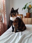Världens finaste katt söker nytt hem