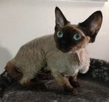 Devon Rex tjej söker fodervärd
