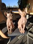 Sphynx-kattungar 