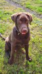 Labrador Retriever 