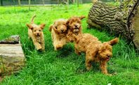 Cockerpoo F1 valpar 