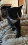 Kattunge 8 veckor