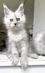 High smoke Mainecoon med stamtavla