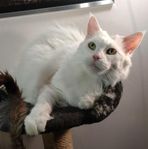 Maine Coon hona söker hem utan ungkatter