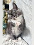 Unik Mainecoon kattunge med stamtavla!