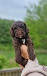 Bernedoodle