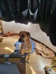 Hund blandras