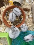 Hamster ungar
