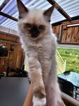Två ursöta kattungar söker hem