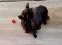 pomeranier papillon 