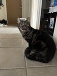 omplacering hankatt
