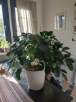 Porslinsblomma. 