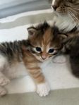 Sibirisk katt med stamtavla