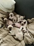 Peterbald kattungar stamtavla i SVERAK