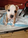 supersöt amstaff valp