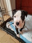 gullig amstaff valp 