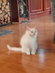 Ragdoll kattunge hane