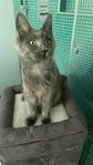Main coon katt utan stamtavla 