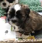 Ur söt Shih Tzu/ Lhasa apso valp