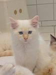 Ragdoll kattunge hona