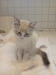 Ragdoll kattunge hane 