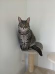 hankatt 
