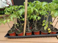 Tomatplantor 