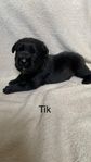 Labrador valpar 