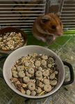 Guldhamster med bur 