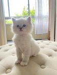Raggdoll Kattunge