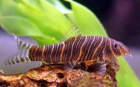 botia striata zebrabotia