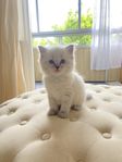 Raggdoll Kattunge