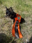 renrasig långhårig chihuahua med stamtavla skk
