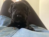 cockerpoo F1b