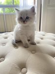 Raggdoll Kattunge 