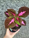 Vacker China Rose Palettblad Planta 30cm