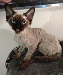 Devon Rex kille (långhårig) söker kattkompis