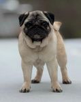 Mops tik SKK