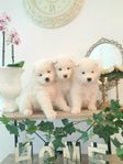 Samojed valpar
