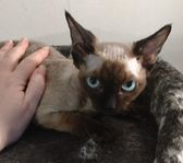 Devon Rex tjej söker lekkompis